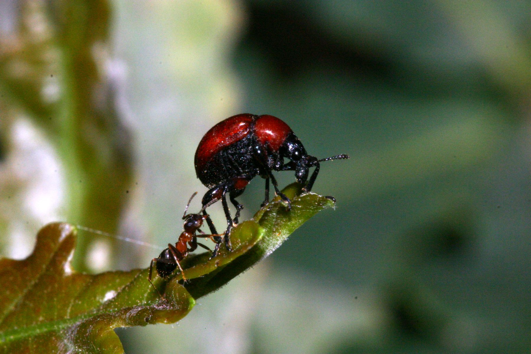 Vattene! Lasius cfr emarginatos minaccia Attelabus nitens